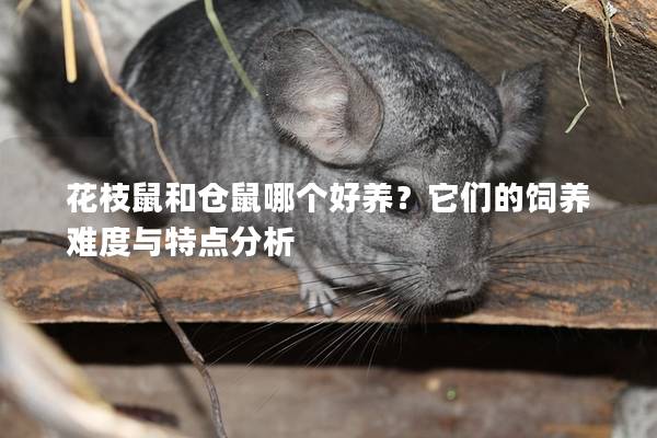 花枝鼠和仓鼠哪个好养？它们的饲养难度与特点分析