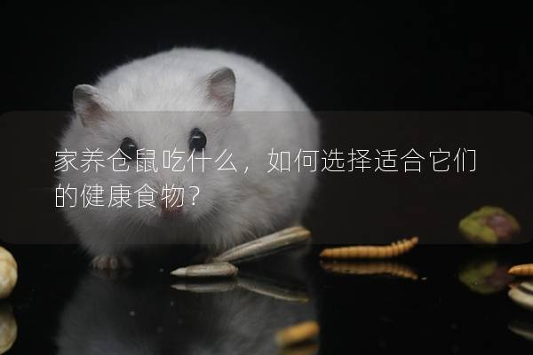 家养仓鼠吃什么，如何选择适合它们的健康食物？