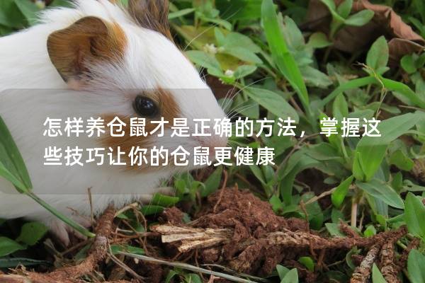 怎样养仓鼠才是正确的方法，掌握这些技巧让你的仓鼠更健康