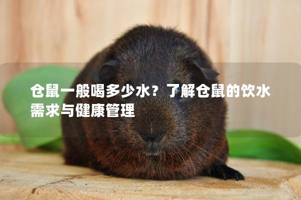 仓鼠一般喝多少水？了解仓鼠的饮水需求与健康管理