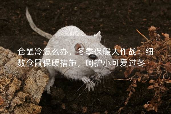仓鼠冷怎么办，冬季保暖大作战：细数仓鼠保暖措施，呵护小可爱过冬