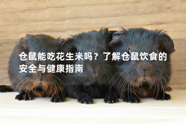 仓鼠能吃花生米吗？了解仓鼠饮食的安全与健康指南