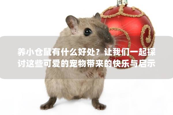 养小仓鼠有什么好处？让我们一起探讨这些可爱的宠物带来的快乐与启示