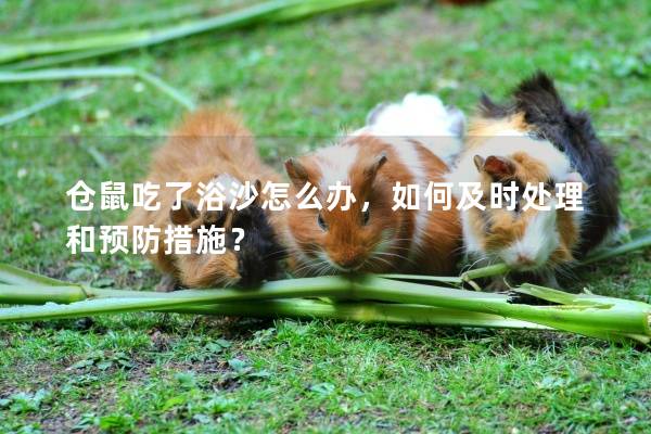 仓鼠吃了浴沙怎么办，如何及时处理和预防措施？
