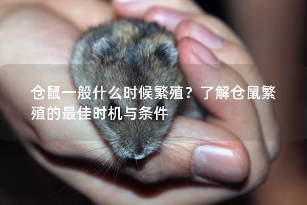 仓鼠一般什么时候繁殖？了解仓鼠繁殖的最佳时机与条件