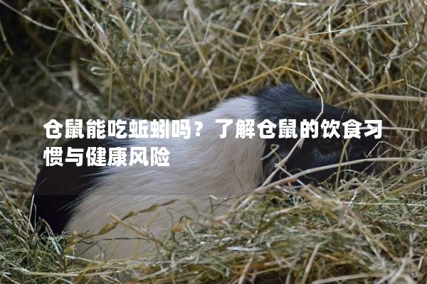 仓鼠能吃蚯蚓吗？了解仓鼠的饮食习惯与健康风险