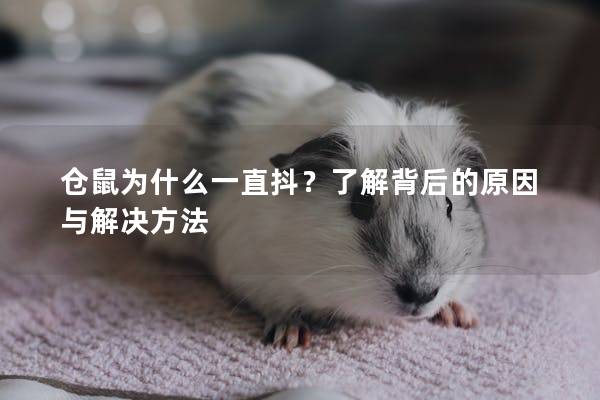 仓鼠为什么一直抖？了解背后的原因与解决方法
