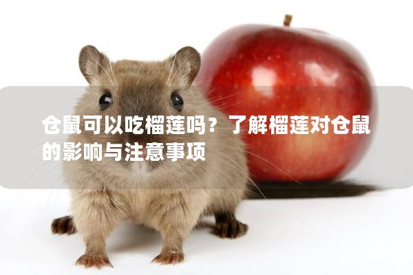 仓鼠可以吃榴莲吗？了解榴莲对仓鼠的影响与注意事项