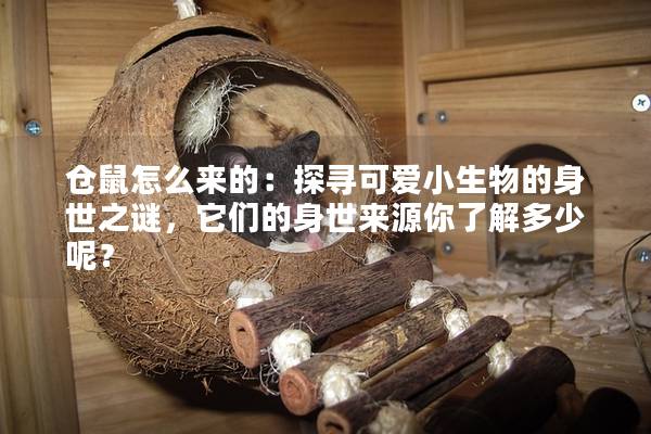 仓鼠怎么来的：探寻可爱小生物的身世之谜，它们的身世来源你了解多少呢？