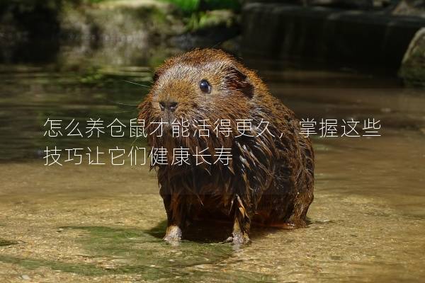 怎么养仓鼠才能活得更久，掌握这些技巧让它们健康长寿