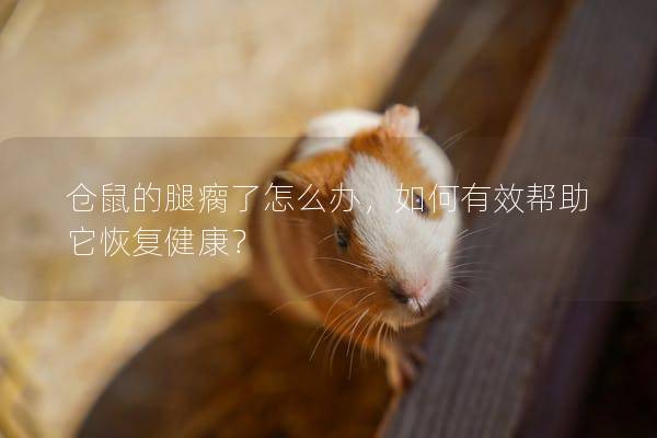 仓鼠的腿瘸了怎么办，如何有效帮助它恢复健康？
