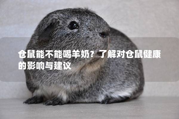 仓鼠能不能喝羊奶？了解对仓鼠健康的影响与建议