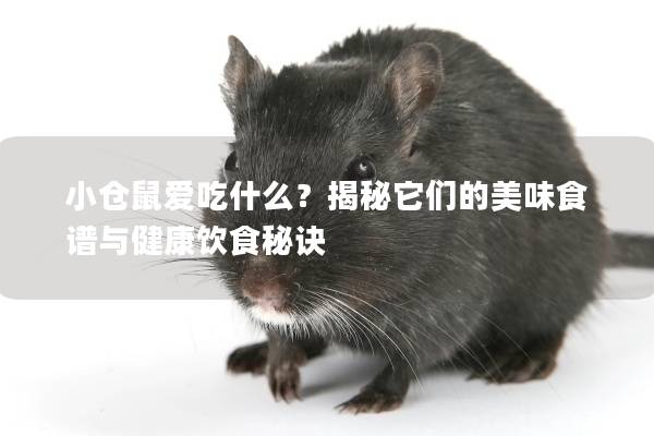 小仓鼠爱吃什么？揭秘它们的美味食谱与健康饮食秘诀