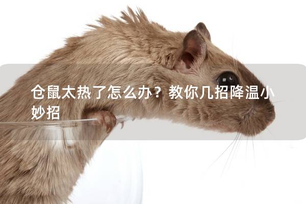 仓鼠太热了怎么办？教你几招降温小妙招