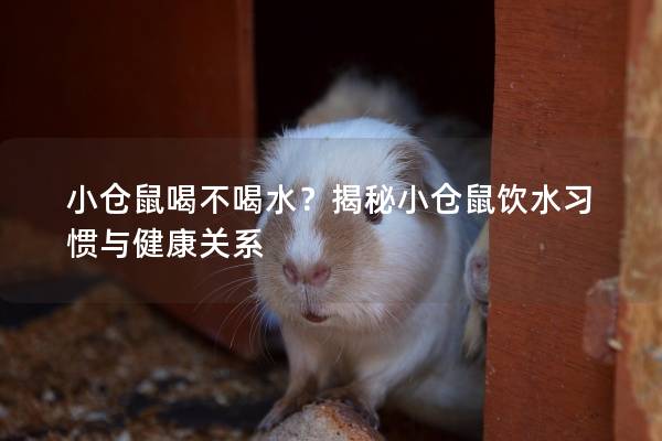 小仓鼠喝不喝水？揭秘小仓鼠饮水习惯与健康关系
