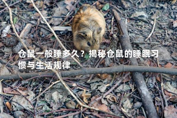 仓鼠一般睡多久？揭秘仓鼠的睡眠习惯与生活规律