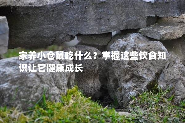 家养小仓鼠吃什么？掌握这些饮食知识让它健康成长