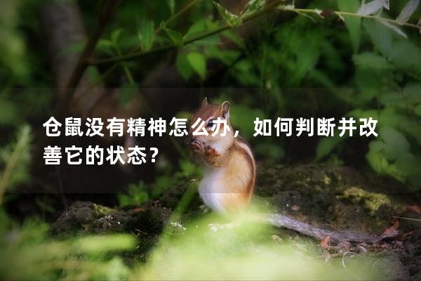 仓鼠没有精神怎么办，如何判断并改善它的状态？