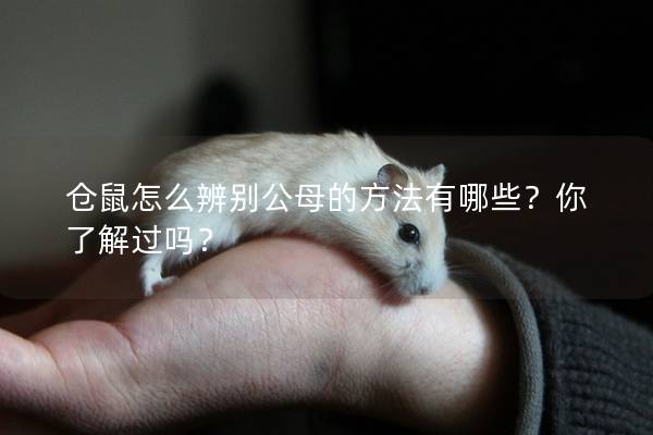 仓鼠怎么辨别公母的方法有哪些？你了解过吗？