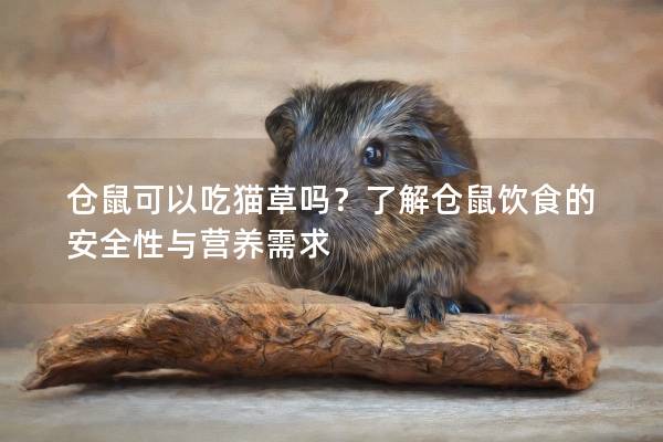 仓鼠可以吃猫草吗？了解仓鼠饮食的安全性与营养需求