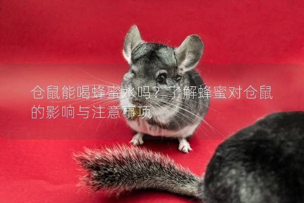 仓鼠能喝蜂蜜水吗？了解蜂蜜对仓鼠的影响与注意事项