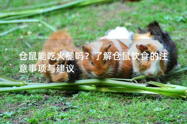 仓鼠能吃火腿吗？了解仓鼠饮食的注意事项与建议