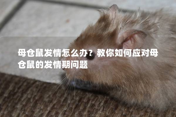 母仓鼠发情怎么办？教你如何应对母仓鼠的发情期问题