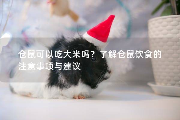 仓鼠可以吃大米吗？了解仓鼠饮食的注意事项与建议