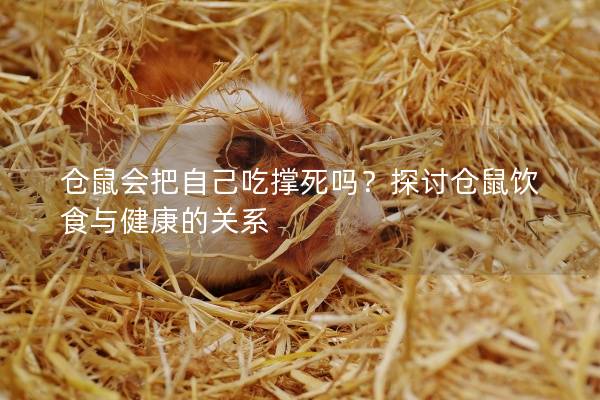 仓鼠会把自己吃撑死吗？探讨仓鼠饮食与健康的关系