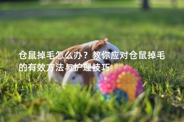仓鼠掉毛怎么办？教你应对仓鼠掉毛的有效方法与护理技巧