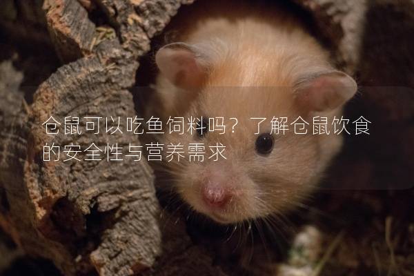 仓鼠可以吃鱼饲料吗？了解仓鼠饮食的安全性与营养需求