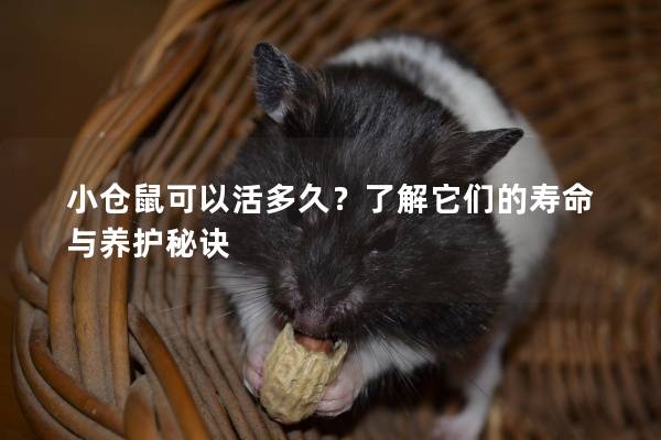 小仓鼠可以活多久？了解它们的寿命与养护秘诀