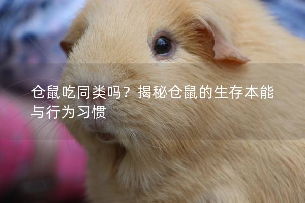 仓鼠吃同类吗？揭秘仓鼠的生存本能与行为习惯