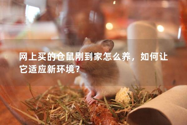 网上买的仓鼠刚到家怎么养，如何让它适应新环境？