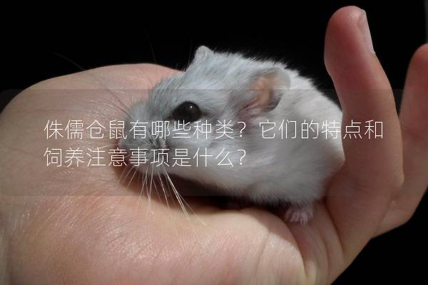 侏儒仓鼠有哪些种类？它们的特点和饲养注意事项是什么？