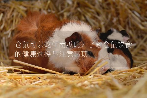 仓鼠可以吃生南瓜吗？了解仓鼠饮食的健康选择与注意事项