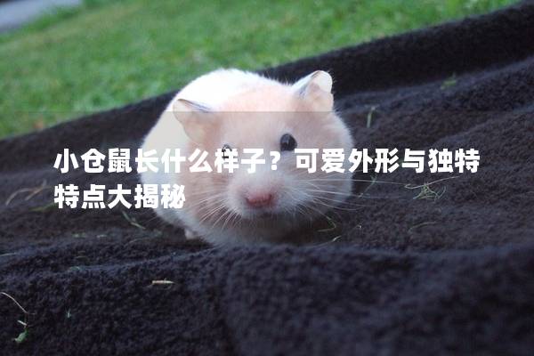 小仓鼠长什么样子？可爱外形与独特特点大揭秘