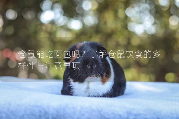 仓鼠能吃面包吗？了解仓鼠饮食的多样性与注意事项