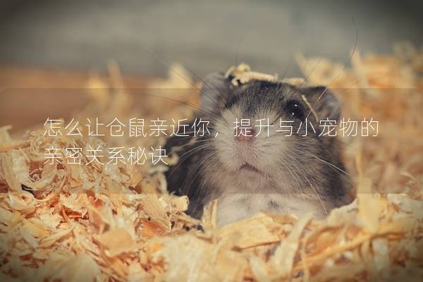 怎么让仓鼠亲近你，提升与小宠物的亲密关系秘诀