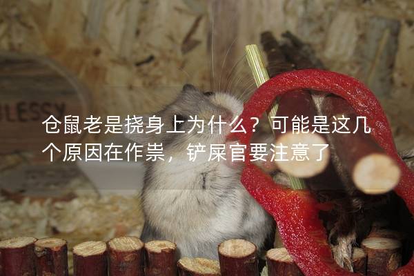 仓鼠老是挠身上为什么？可能是这几个原因在作祟，铲屎官要注意了