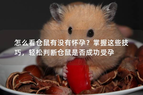 怎么看仓鼠有没有怀孕？掌握这些技巧，轻松判断仓鼠是否成功受孕