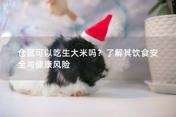 仓鼠可以吃生大米吗？了解其饮食安全与健康风险