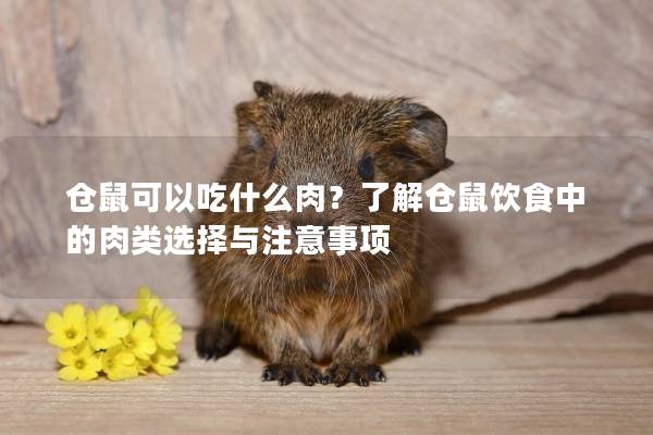 仓鼠可以吃什么肉？了解仓鼠饮食中的肉类选择与注意事项