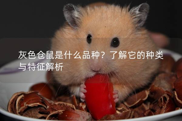 灰色仓鼠是什么品种？了解它的种类与特征解析
