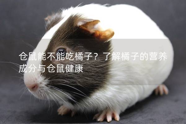 仓鼠能不能吃橘子？了解橘子的营养成分与仓鼠健康