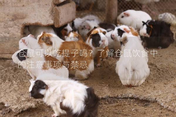 仓鼠可以吃提子吗？了解仓鼠饮食中的注意事项与禁忌