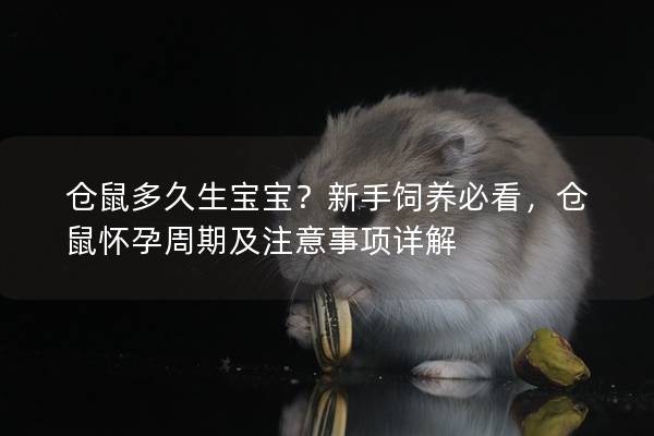 仓鼠多久生宝宝？新手饲养必看，仓鼠怀孕周期及注意事项详解
