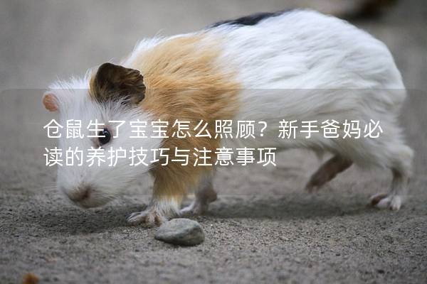 仓鼠生了宝宝怎么照顾？新手爸妈必读的养护技巧与注意事项