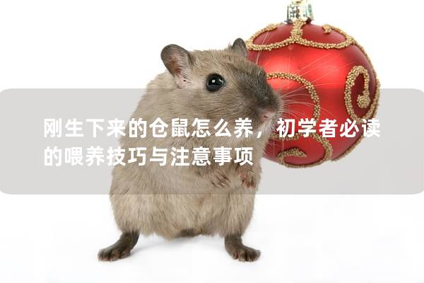 刚生下来的仓鼠怎么养，初学者必读的喂养技巧与注意事项