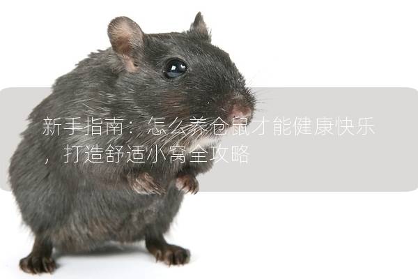 新手指南：怎么养仓鼠才能健康快乐，打造舒适小窝全攻略
